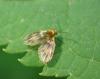 Trichomyia sp.